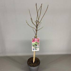 Magnolia Susan