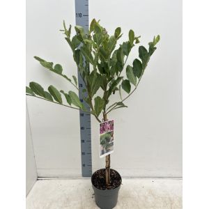 Magnolia Susan
