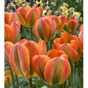Tulip Bulbs
