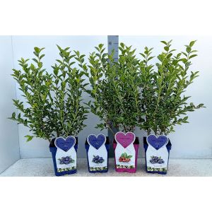 Blueberry plants