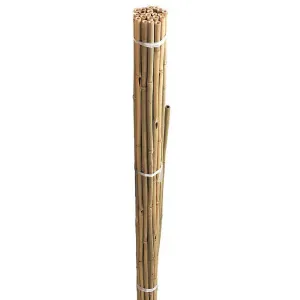 canes bundle
