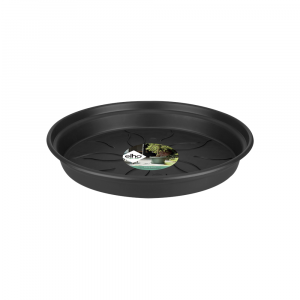 green basics saucer