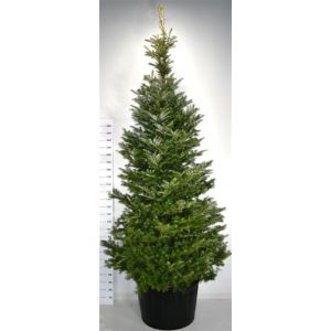 Abies Koreana