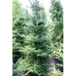 Abies Koreana