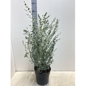 Eucalyptus