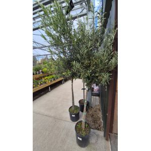 Olea Europaea on Stem (Stem 90-100cm )