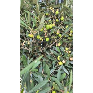 Olive fruits