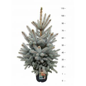 Picea pungens Picea pungens