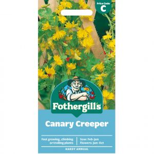 Canary Creeper Seeds