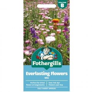 Everlasting Flower Seed
