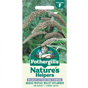Grass Foxtail Millet Hylander Seeds