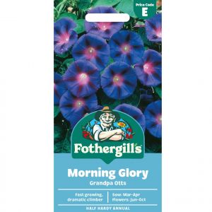 Morning Glory Seeds