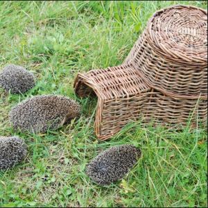 Hedgehog Home
