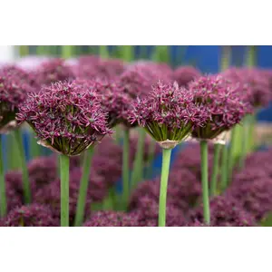 Allium Atropurpureum Bulbs (5 Pack)