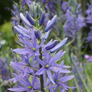 Camassia Leichtinii Caerulea Bulbs (5 Pack)
