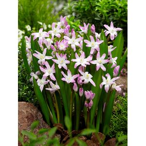 Chionodoxa Forbesii Pink Giant Bulbs (20 Pack)