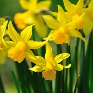 Daffodil Dellan Bulbs (6 Pack)