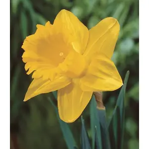 Daffodil Dutch Master Bulbs (6 Pack)