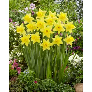 Daffodil Tamara Bulbs (6 Pack)