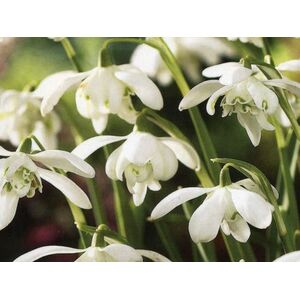 Galanthus n. Double Flore Pleno Bulbs (20 Pack)