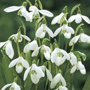 Galanthus Woronowii Bulbs (10 Pack)