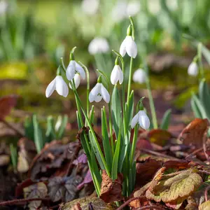 Galanthus Nivalis Bulbs (10 Pack)
