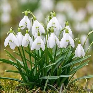 Galanthus Woronowii Bulbs (35 Pack)