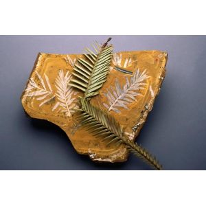 Fossil of the Wollemi Pine