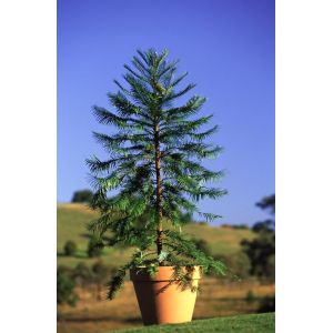 Wollemi Pine in cultivation