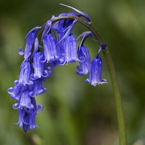Bluebells Non Scripta Irish Grwn Bulbs (7 Pack)