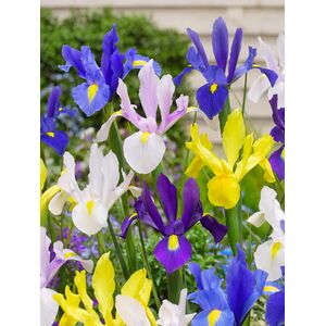 Iris Hollandica Mixed Varieties Bulbs (20 Pack)