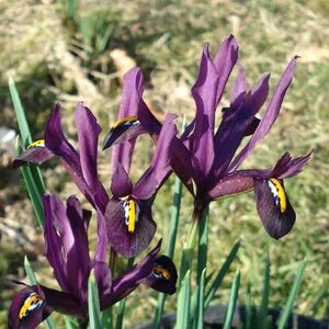 Iris Reticulata Dwarf Dijt Bulbs (15 Pack)