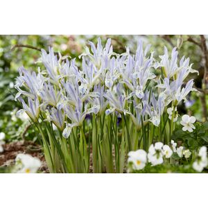 Iris Reticulata Painted Lady Bulbs (8 Pack)