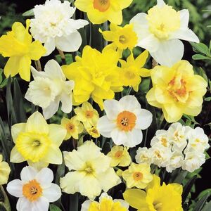 Mix Miniature Daffodils Bulbs (50 Pack)