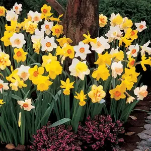 Mixed Daffodils Bulbs (6 Pack)