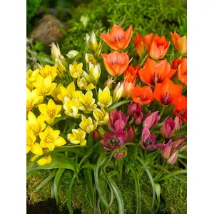 Mixed Single Tulips Bulbs (25 Pack)