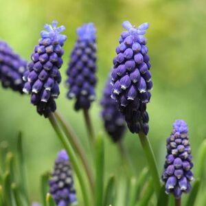 Muscari Armeniacum Night Eyes Bulbs (15 Pack)