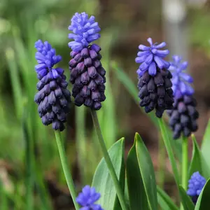 Muscari Latifolium Bulbs (25 Pack)