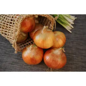 Radar Onion Sets