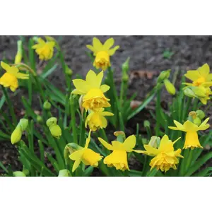 Tête à Tête Bouclé Bulbs (50 Pack)