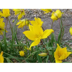 Tulip Species Sylvestris Bulbs (15 Pack)