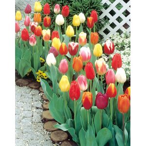 Venus Single Tulip Mix Bulbs (10 Pack)