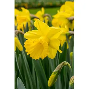 Yellow Trumpet Daffodils Mix Bulbs (4kg Pack)