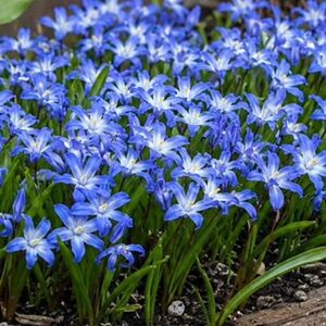 Chionodoxa Luciliae Bulbs (20 Pack)