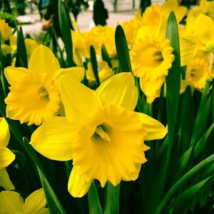 Daffodil Dutch Master (3kg Pack)