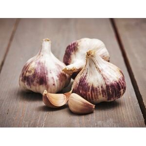 Germidour Garlic Bulbs