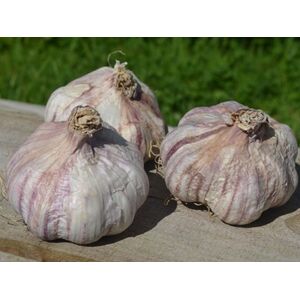 Primor Garlic Bulbs (2 Pack)