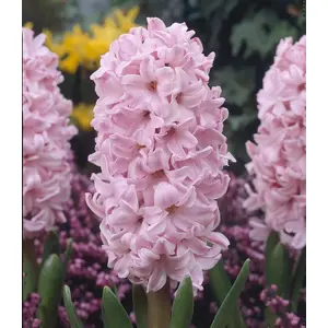 Hyacinth Fondant Bulbs (3 Pack)