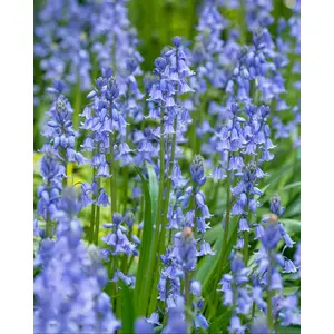 Bluebell Non Scripta Dutch Grwn Bulbs (35 Pack)