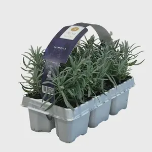 Lavandula Angustifolia 6-Pack P9 20cm